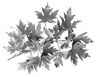 Fig. 286. Silver maple.