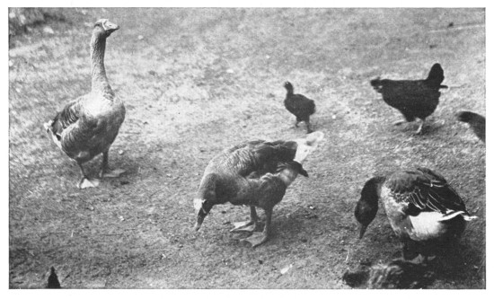 Fig. 333. Geese; "a very distinguished race."