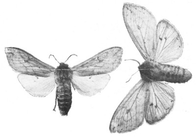 Fig. 344. Isabella tiger moths, male and female. The red and black woolly-bear is the larva or caterpillar of this moth. The smaller moth is the male.