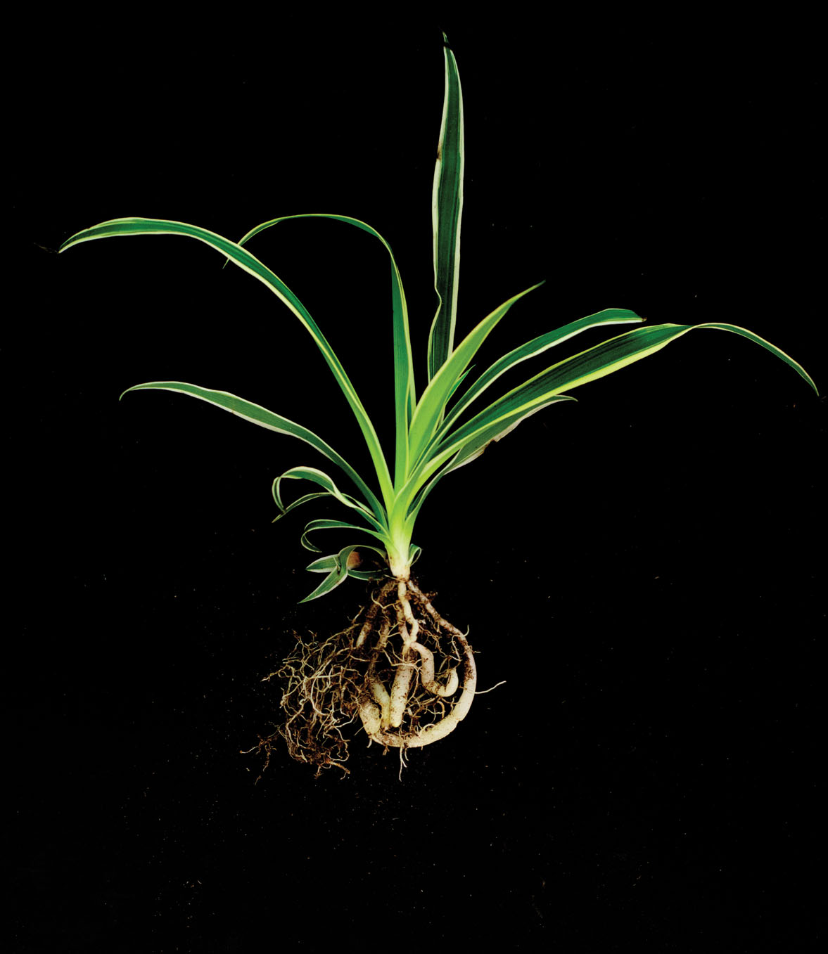 Photo of spider plant.