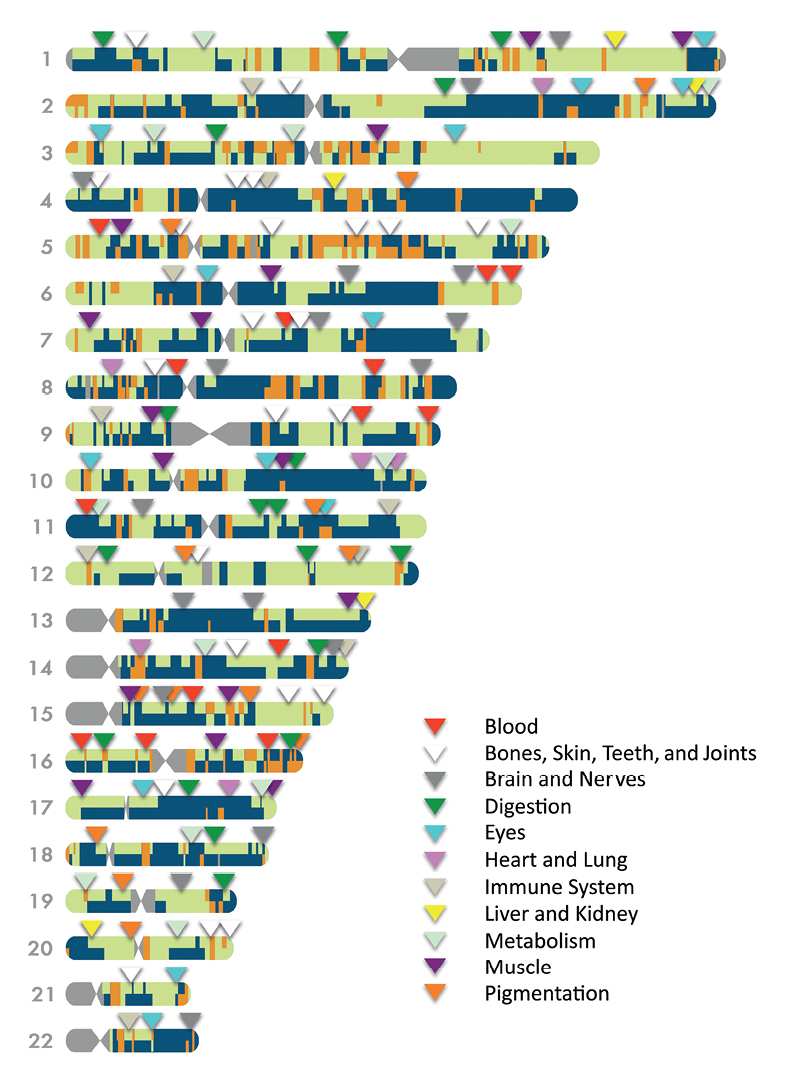 Chromosome%20Gene%20Locations%20final.tif