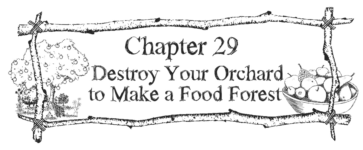 Chapter 29 - Destroy Your Orchard to Make a Food Forest