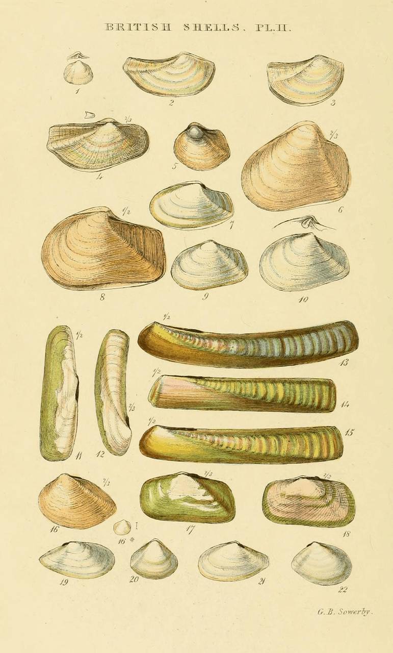 Plate II