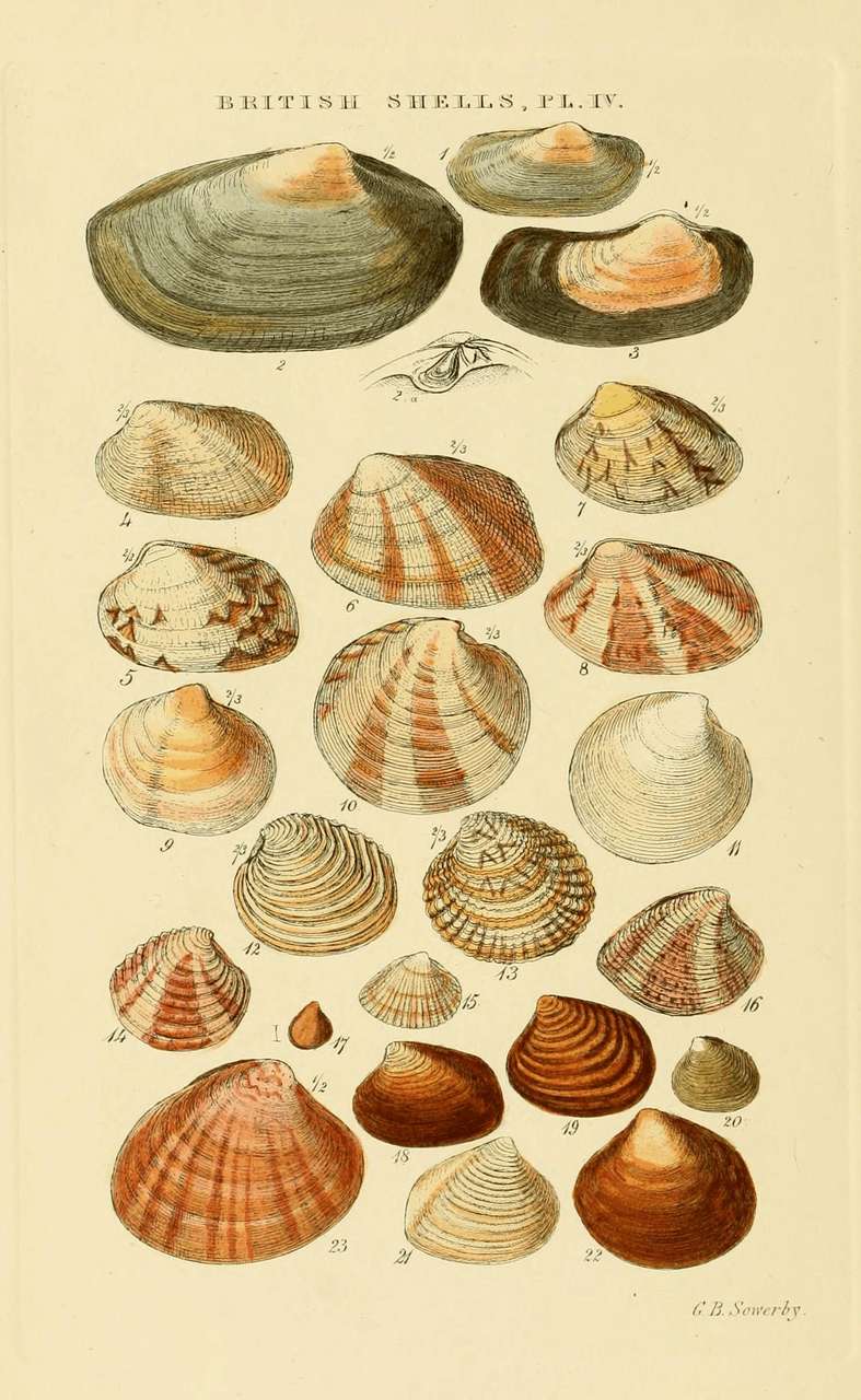 Plate IV