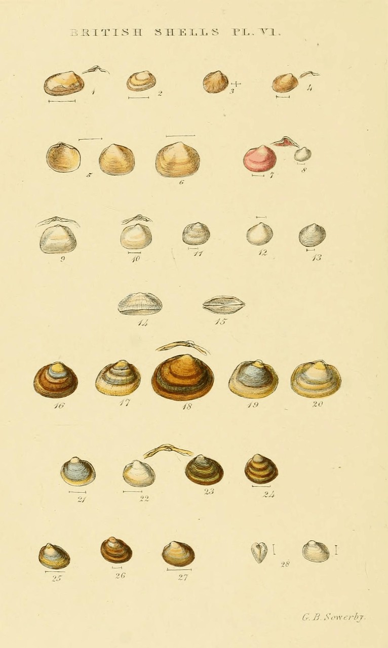 Plate VI