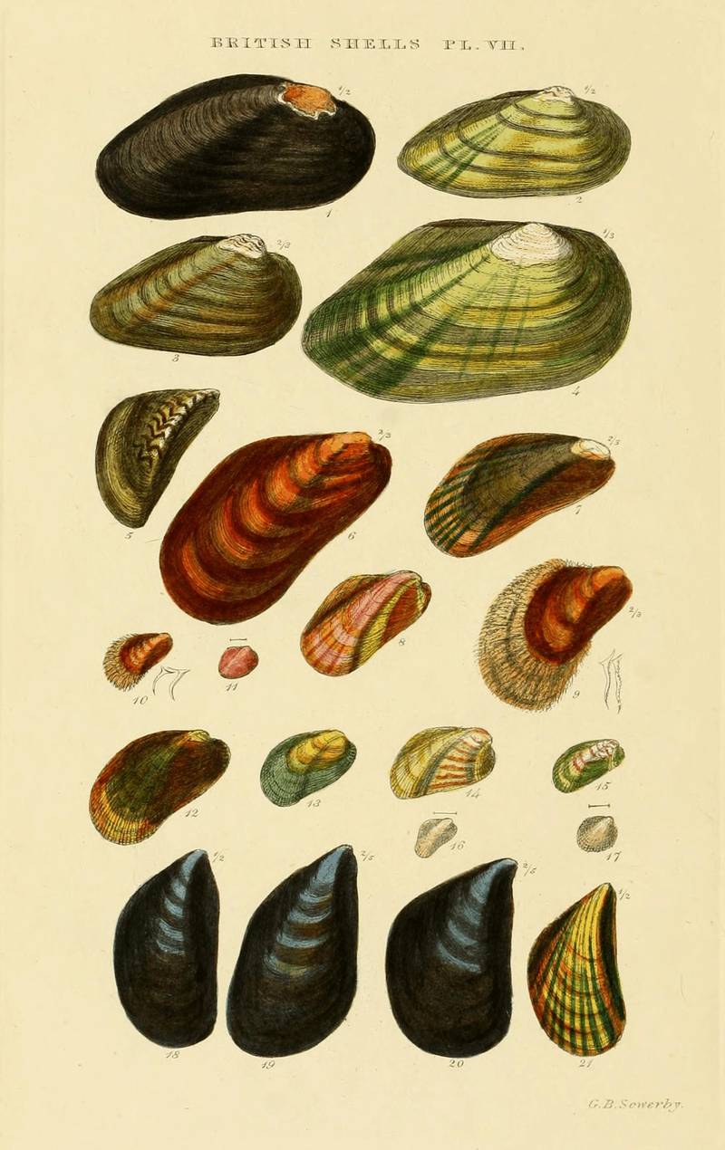 Plate VII