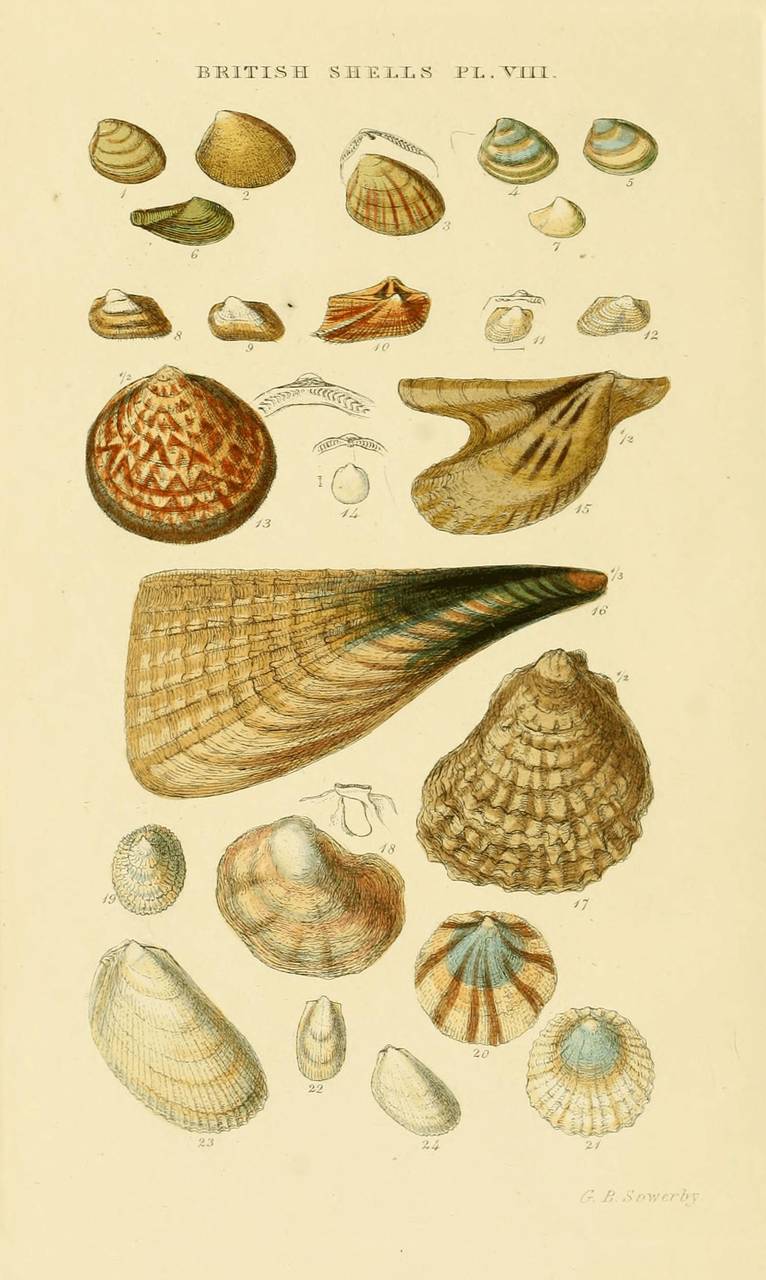 Plate VIII