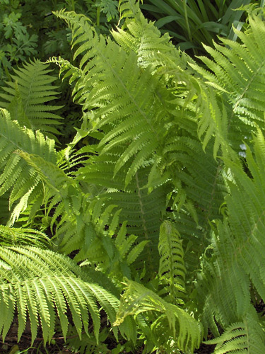 Dryopteris filix mas