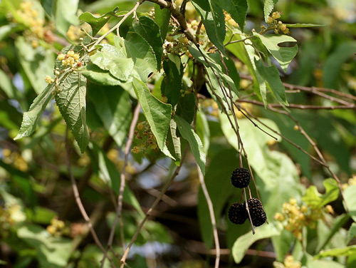 Guazuma ulmifolia