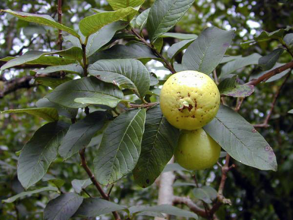 guajava