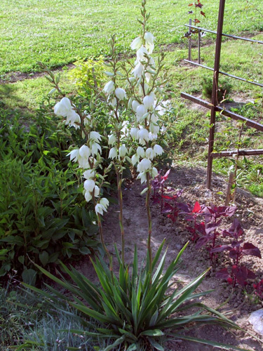 Yucca filamentosa