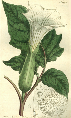 datura