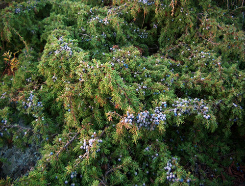 juniperus communis