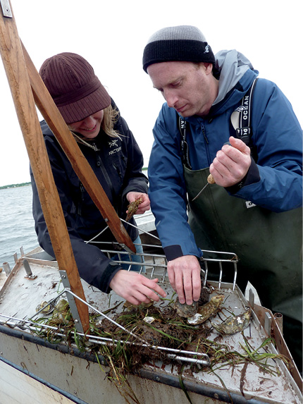 oysters-robinesrock6.tif