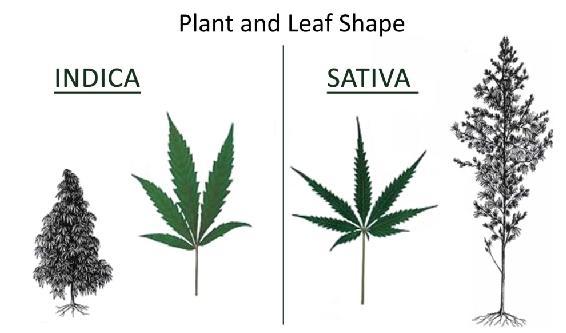 sativa-vs-indica