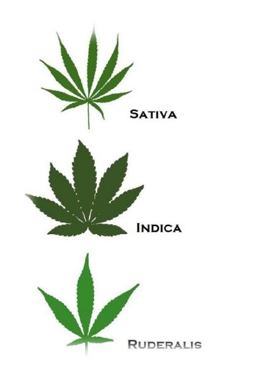 three-leaf-types