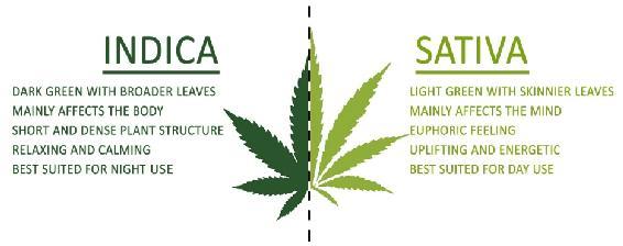 indica-vs-sativa-chart