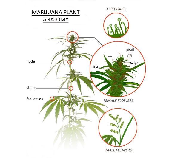 cannabis-plant-anatomy-2016