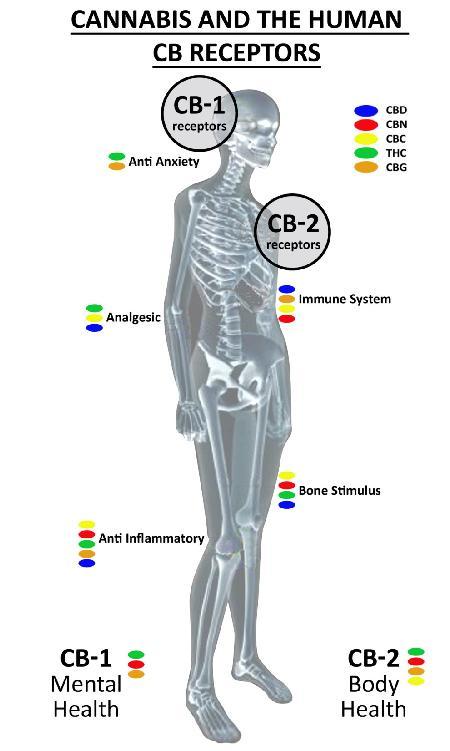 title: marijuana cannabis medical benefitss - Description: cb-skeletonsites Adj5 - http://sandspublishing.com 