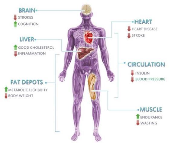 marijuana-body-benefits