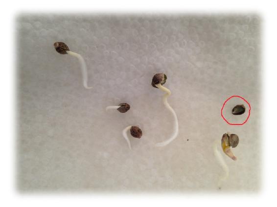 Title: cannabis seeds sprouting- Description: 01b-seeds-sprouting  - http://sandspublishing.com