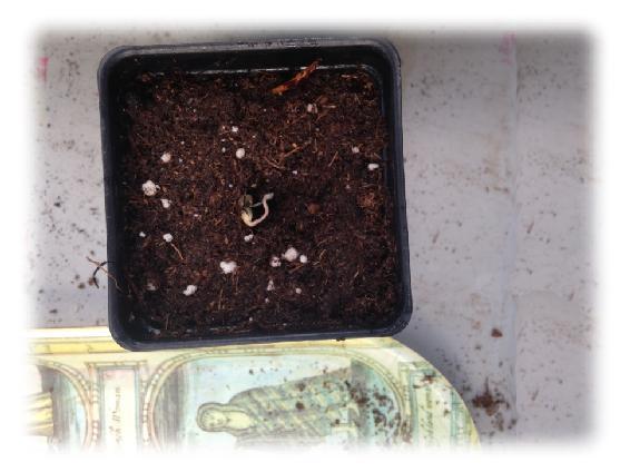 Title: Marijuana seeds sprouting- Description: 01c-seeds-sprouting  - http://sandspublishing.com