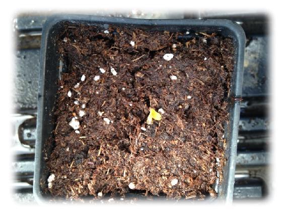 Title: cannabis sprouting seeds- Description: 01d-seeds-sprouting  - http://sandspublishing.com