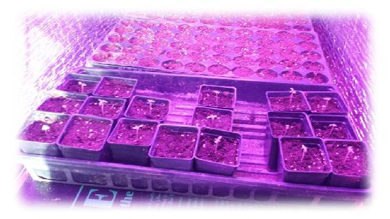 Title: Cannabis Marijuana seedlings- Description: 6-cart-seedlings-2016 - http://sandspublishing.com