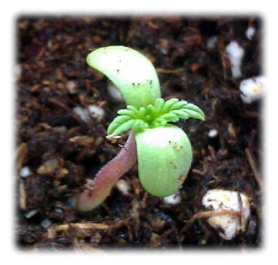 Title: Marijuana seedling- Description: seedling-stage-2-2016 - http://sandspublishing.com