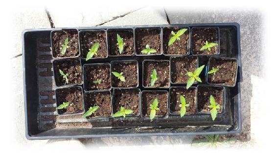 Title: Cannabis seedlings- Description: 7-seedlings-outside-2016 - http://sandspublishing.com