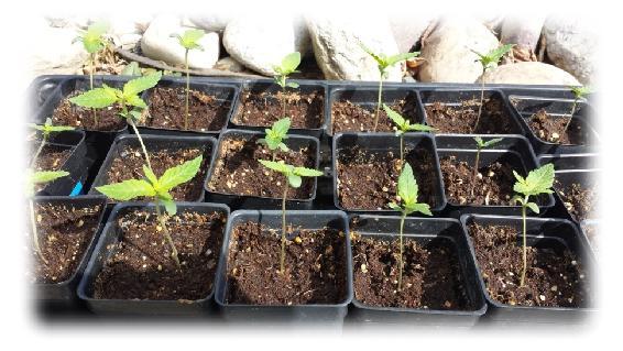 8-seedlings-outside-2-2016 