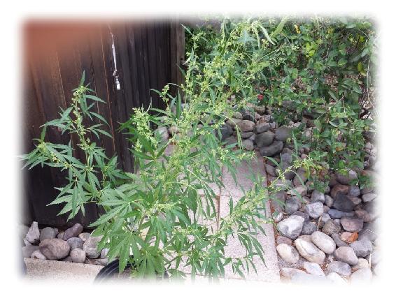 Title: cannabis male plants - Description: male-plant-pollensacks - http://sandspublishing.com