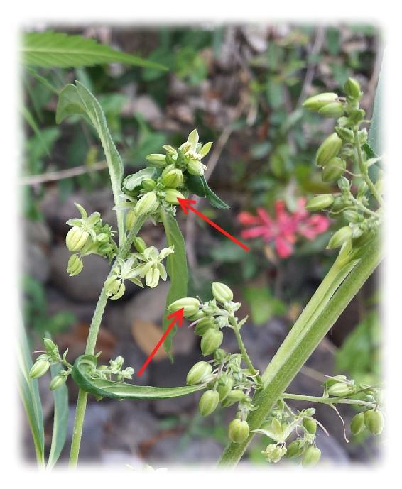 Title: maraijuana male pollen sacs - Description: male-pollen-sacs-2016 - http://sandspublishing.com