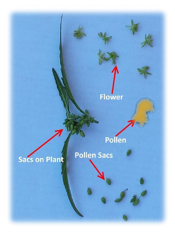 Title: marijuana pollen sacs male plant - Description: male pollen sacs-2016 - http://sandspublishing.com