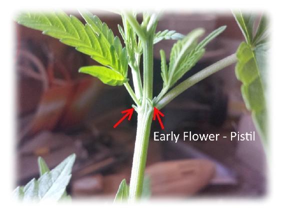 Title: marijuana pistil female plant - Description:45-female-flower-pistula-2016 - http://sandspublishing.com