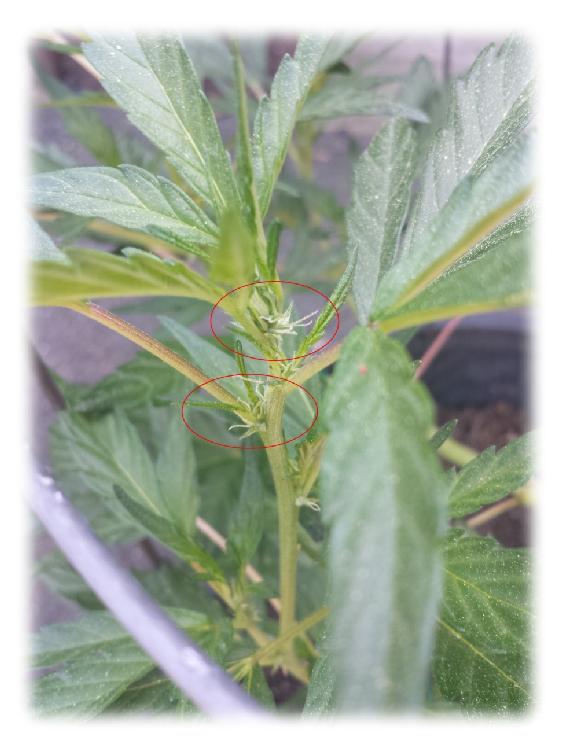 Title: cannabis preflowering - Description: 44a-female-flowering - http://sandspublishing.com