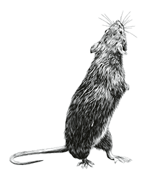 mouse stands tall on its hind legs and looks back, sketch vector graphics monochrome illustration on white background