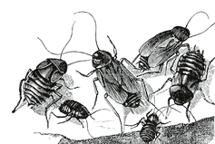 Antique illustration of cockroach