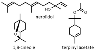 Aframomum_corrorima.jpg