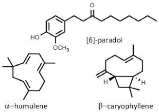 Aframomum_melegueta.jpg