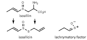 Allium_cepa.jpg