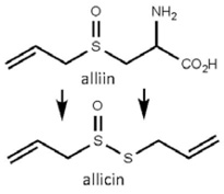 Allium_sativum.jpg