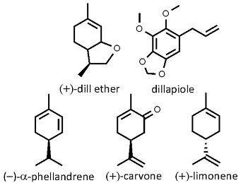 Anethumgraveolens.jpg