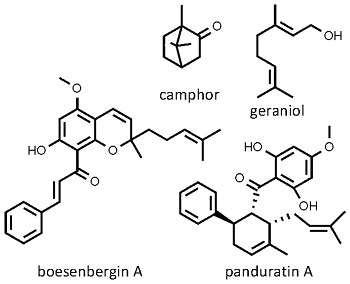 Boesenbergia_pandurata.jpg