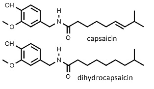 Capsicum_annuum.jpg