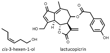 Lactuca_sativa.jpg