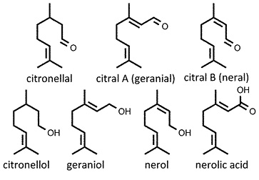 Melissa_officinalis.jpg