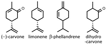 Mentha_spicata.jpg