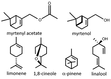 Myrtus_communis.jpg