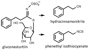 Nasturtium_officinale.jpg